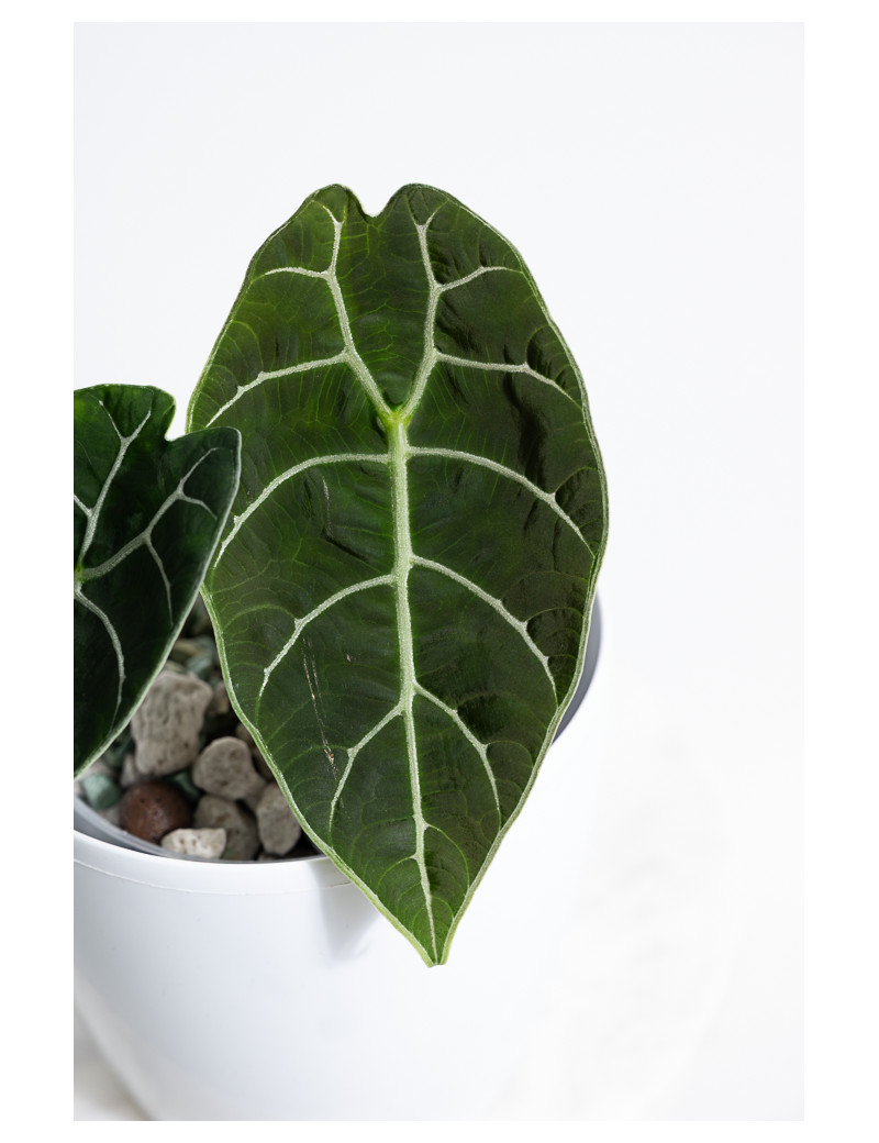 Alokazja watsoniana (mat)