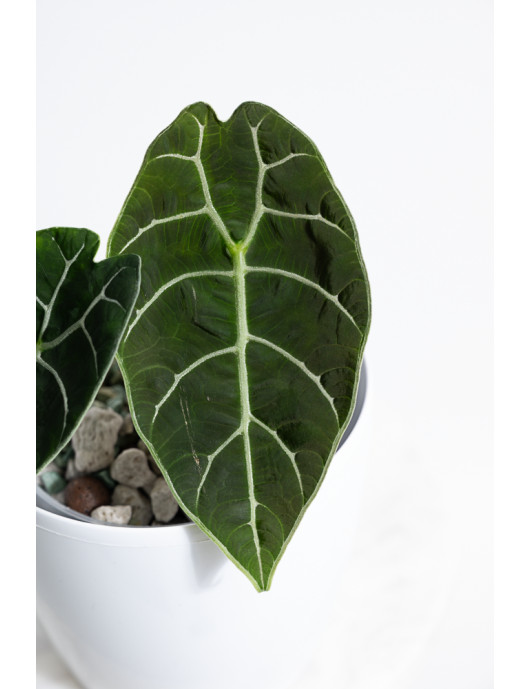 Alokazja watsoniana (mat)