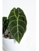 Alokazja watsoniana (mat)