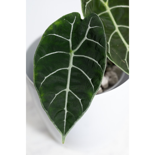 Alokazja watsoniana (mat)