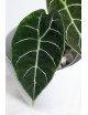 Alokazja watsoniana (mat)