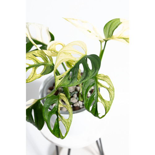 Monstera adansonii variegata