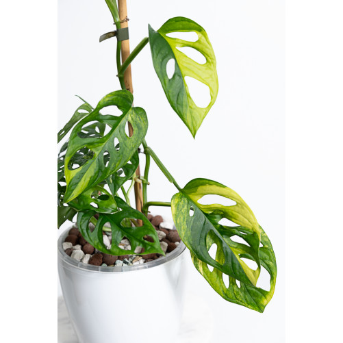 Monstera adansonii aurea
