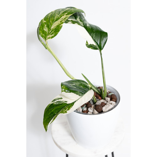 Monstera lechleriana