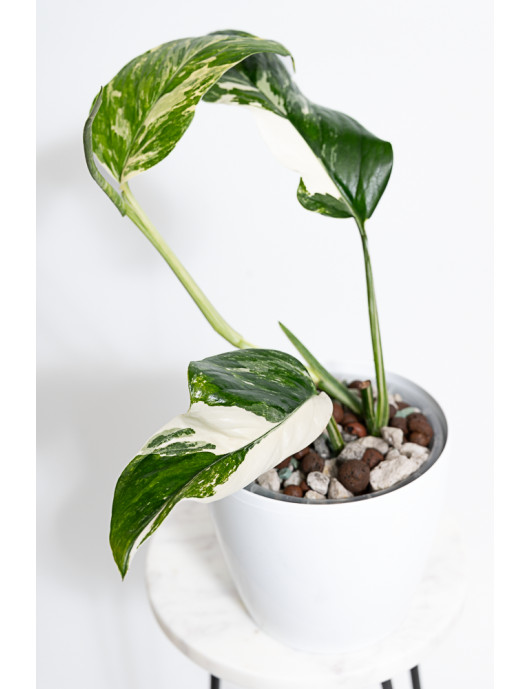 Monstera lechleriana