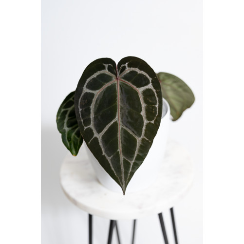 Anthurium Michelle