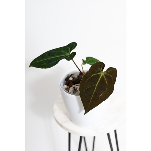 Anthurium forgetii WS x...