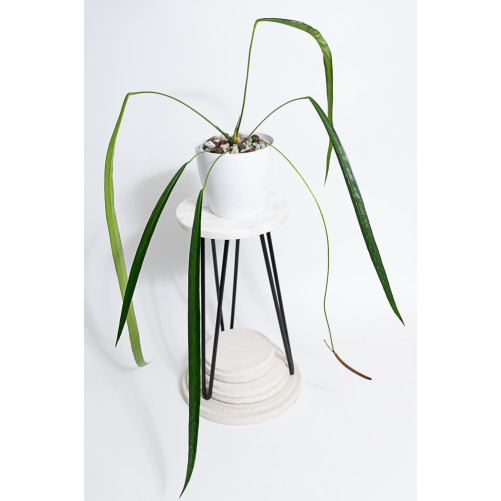 Anthurium friedrichsthalii