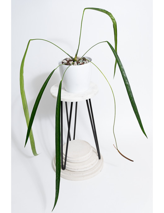 Anthurium friedrichsthalii