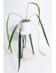 Anthurium friedrichsthalii