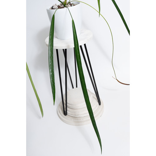 Anthurium friedrichsthalii