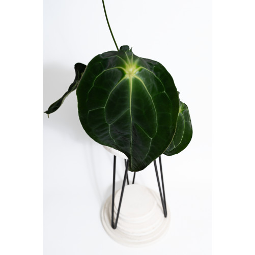 Anthurium magnificum DF x...