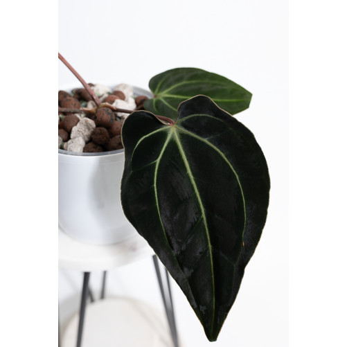 Anthurium besseae aff