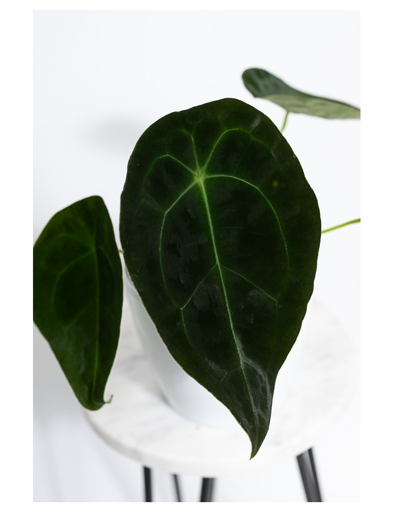 Anthurium forgetii DF