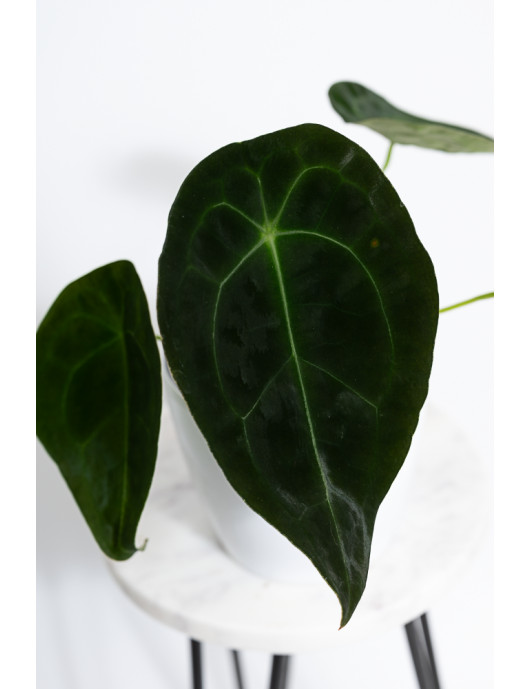 Anthurium forgetii DF