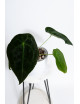 Anthurium forgetii DF