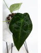 Anthurium forgetii DF