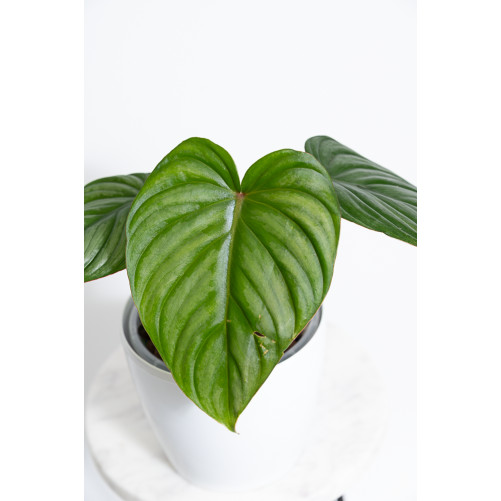 Philodendron plowmanii x...