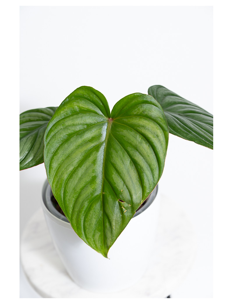 Philodendron plowmanii x pastazanum