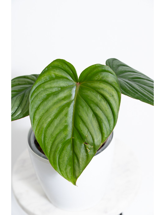 Philodendron plowmanii x pastazanum