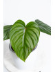 Philodendron plowmanii x pastazanum