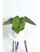 Philodendron plowmanii x pastazanum