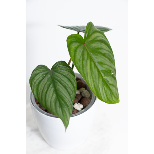 Philodendron plowmanii x pastazanum
