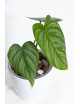 Philodendron plowmanii x pastazanum