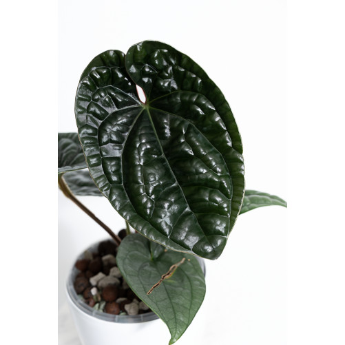 Anthurium luxurians