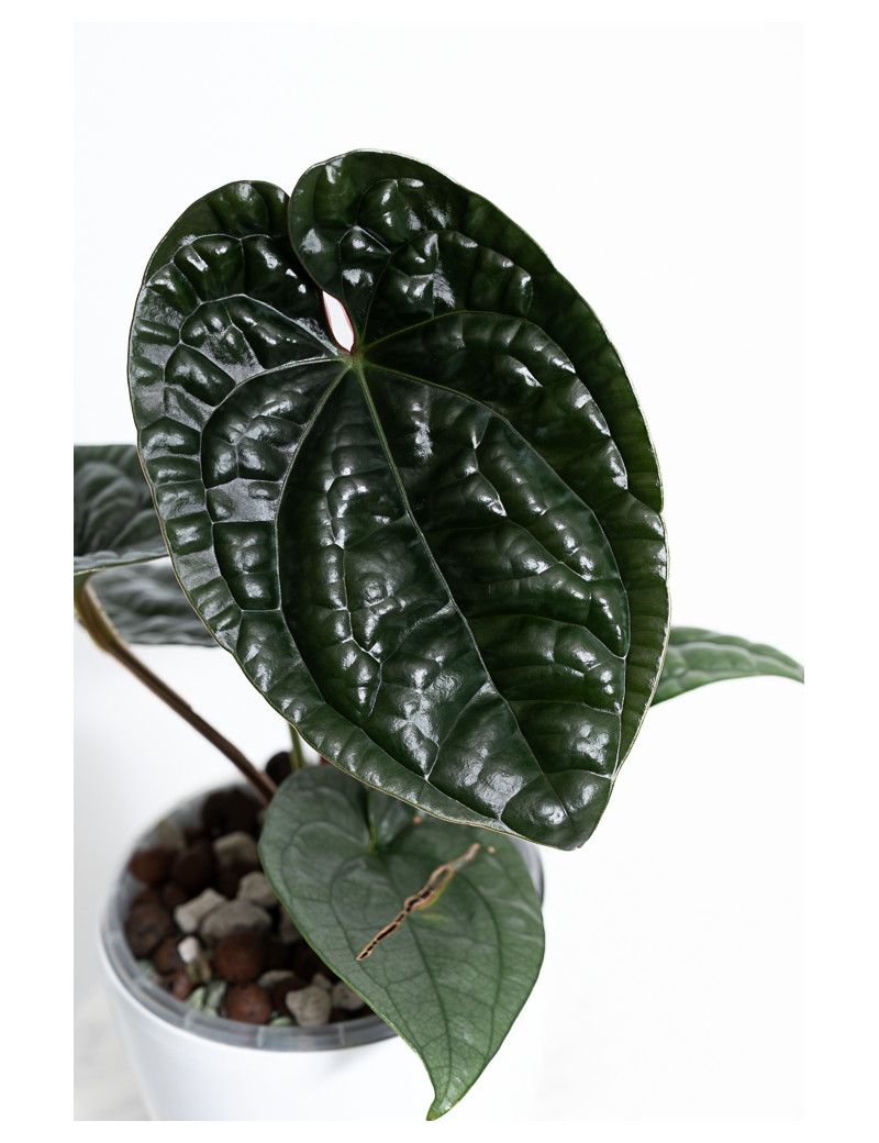 Anthurium luxurians