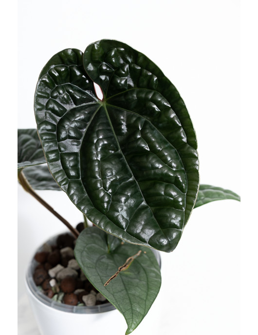 Anthurium luxurians
