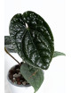 Anthurium luxurians