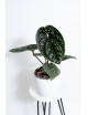 Anthurium luxurians