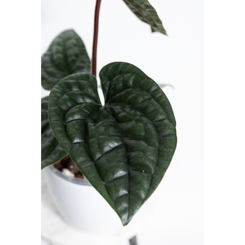 Anthurium luxurians