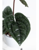Anthurium luxurians