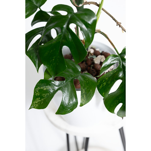 Rhaphidophora tetrasperma mint
