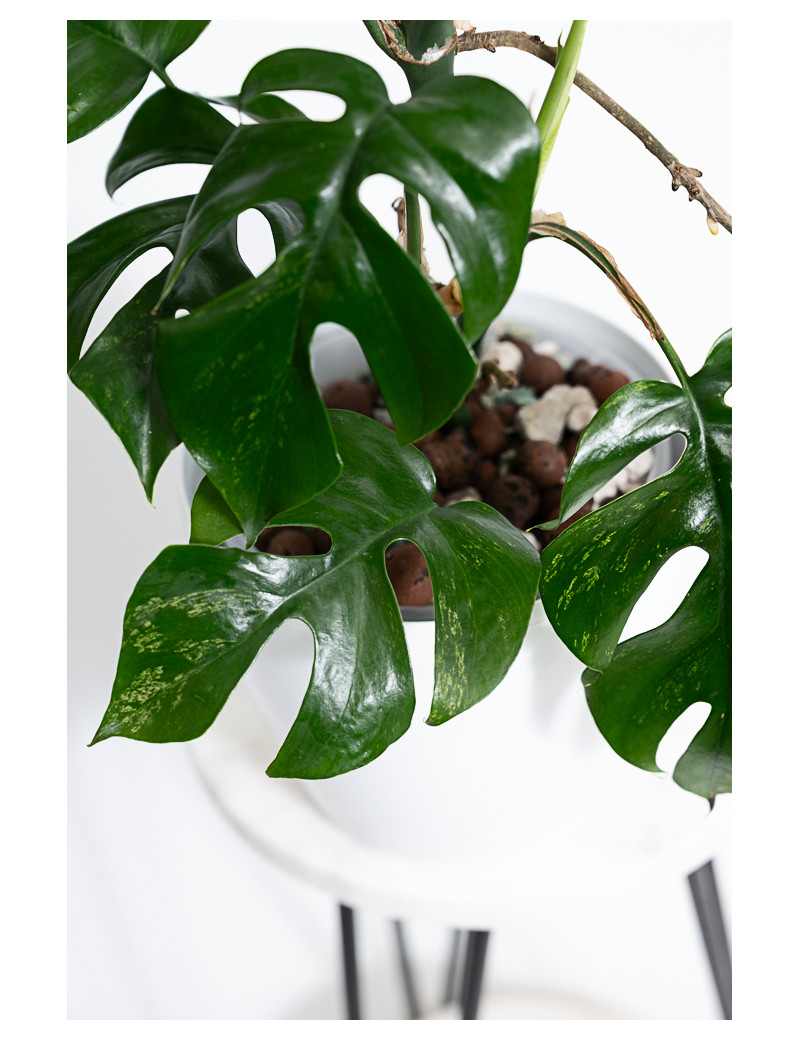 Rhaphidophora tetrasperma mint