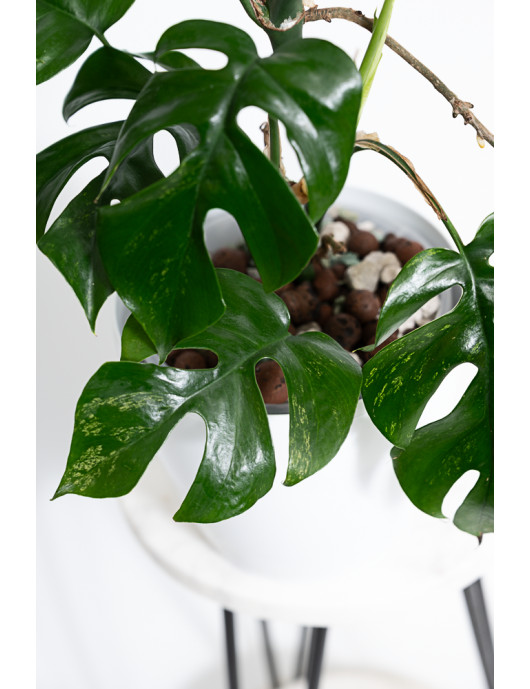 Rhaphidophora tetrasperma mint