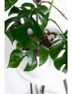 Rhaphidophora tetrasperma mint