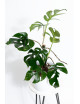 Rhaphidophora tetrasperma mint