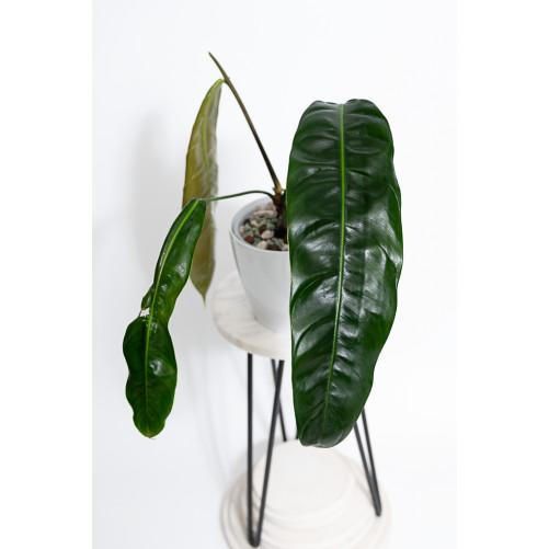 Philodendron patriciae