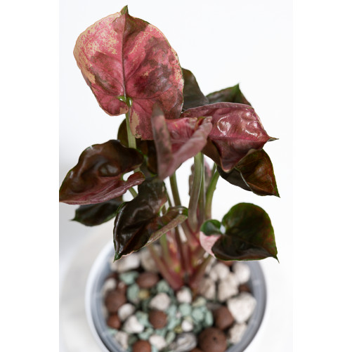 Syngonium strawberry ice...