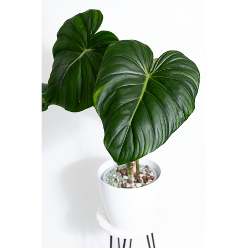 Philodendron Dean McDowell