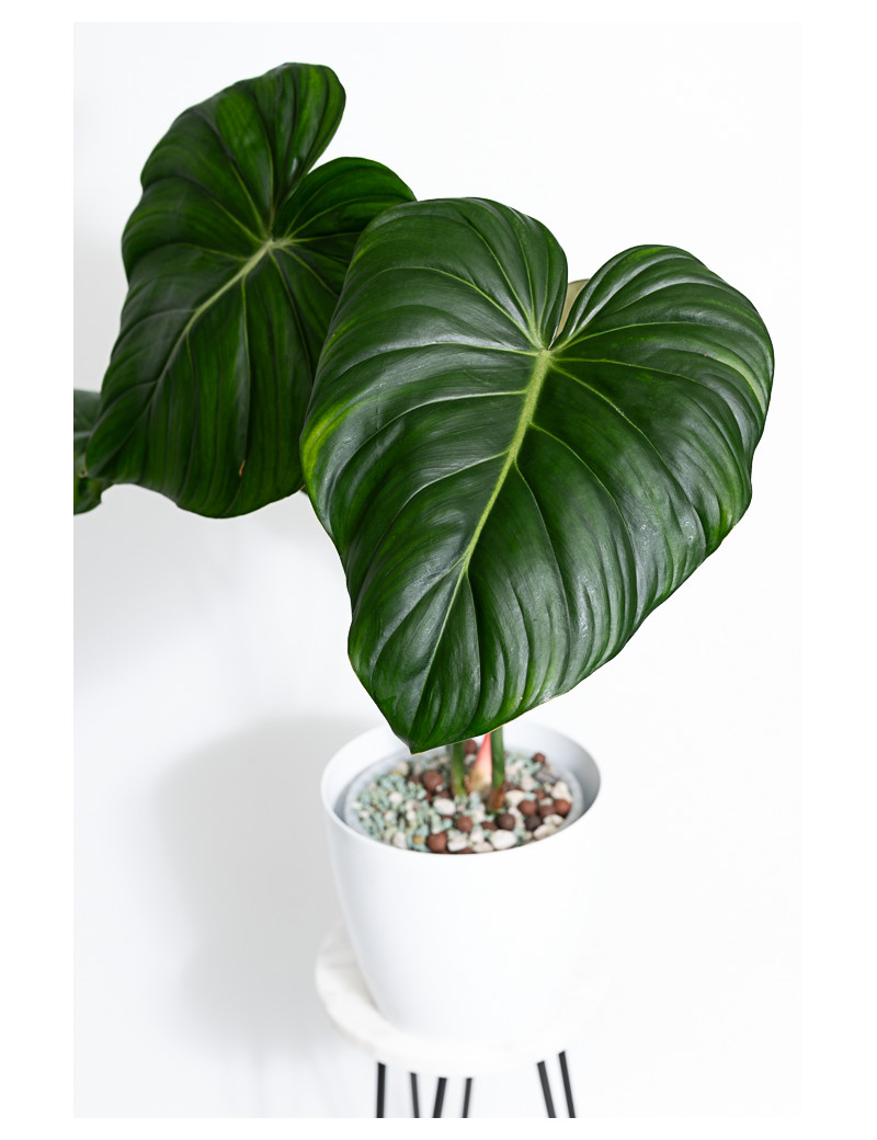 Philodendron Dean McDowell