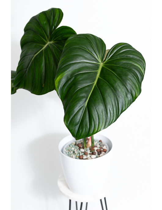 Philodendron Dean McDowell