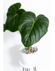Philodendron Dean McDowell