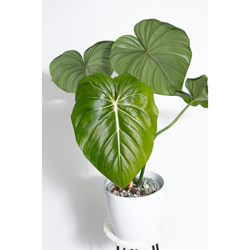 Philodendron Dean McDowell
