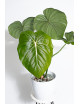 Philodendron Dean McDowell