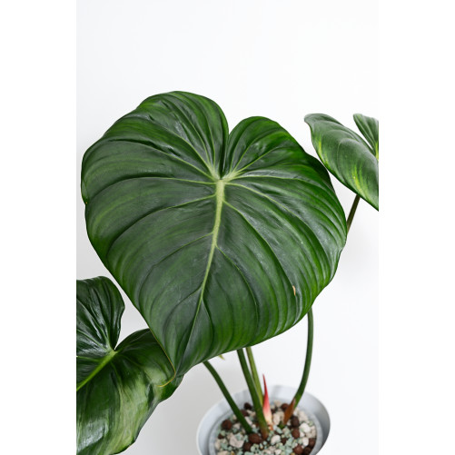 Philodendron Dean McDowell