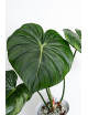Philodendron Dean McDowell